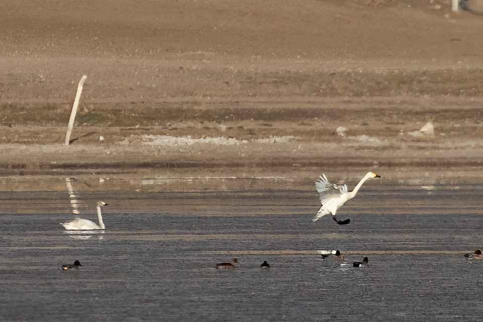 Tundra Swan